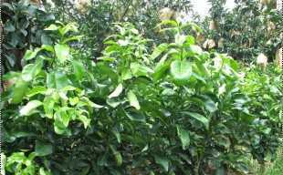 精選三紅蜜柚苗與紅心蜜柚苗，廠家直供，品質(zhì)保障，歡迎批發(fā)洽談